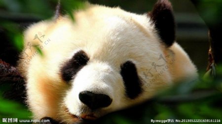 动物系列熊猫图片