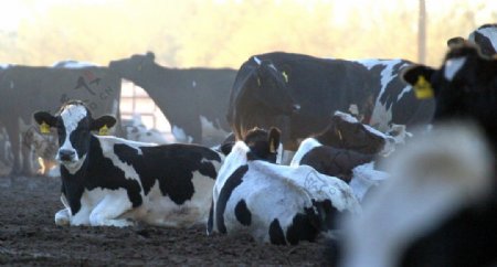 牧场里正在休息的奶牛图片