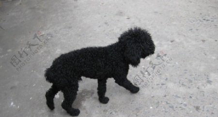 黑色狗狗图片