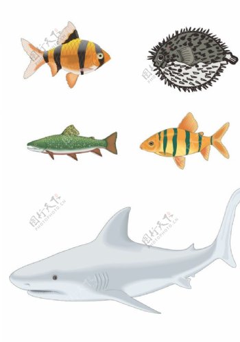 鱼类生物图片