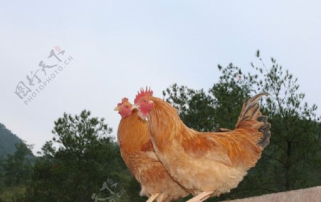 鸡养鸡场动物图片