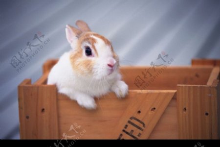 木箱里的小兔子图片