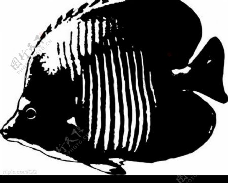 鱼黑白图片