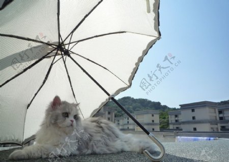 洋伞下晒太阳的猫咪图片