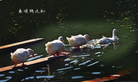 春暖鸭知晓图片