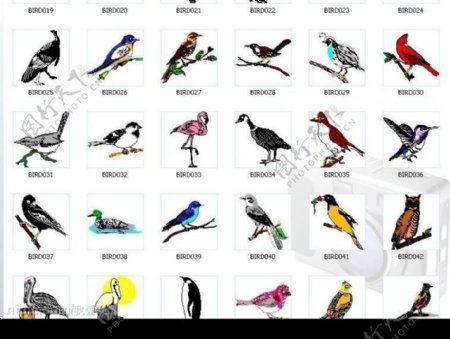 鸟类矢量图共55种图片