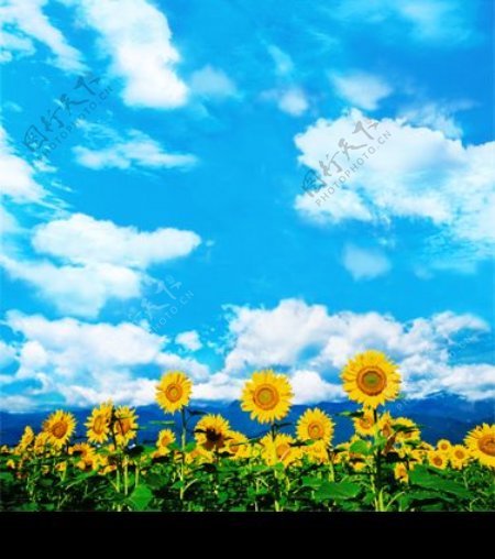 蓝天白云向日葵分层不精细图片