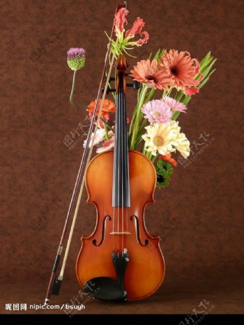 小提琴与花图片
