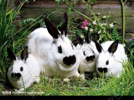 一群黑嘴巴黑耳朵的白毛兔子图片
