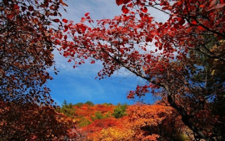 苍岩山红叶图片