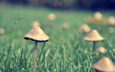 伞形蘑菇图片