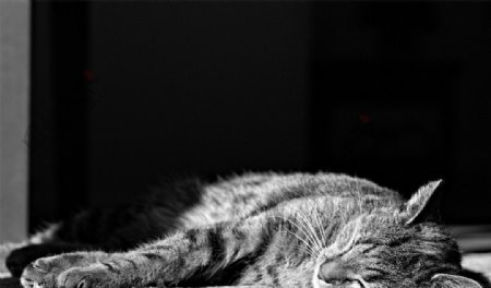 熟睡中的猫图片