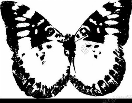 蝴蝶的素材图片