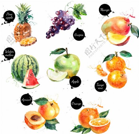 水彩水果图片