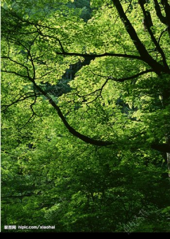 树木绿叶图片