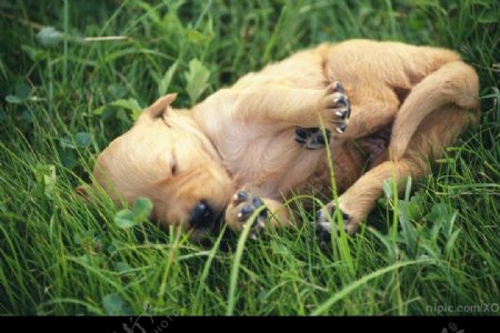 草丛中睡觉的小狗图片