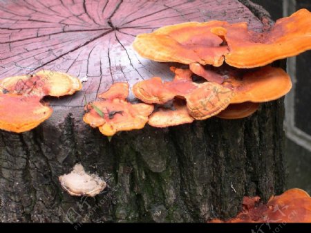 蘑菇183雨後生靈图片