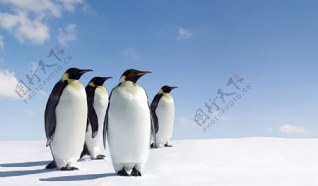 企鹅动物写真图片
