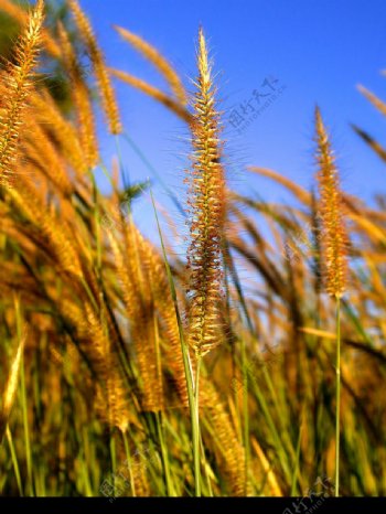 秋天金黄的稻穗图片