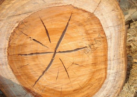 木材质木纹理木头图片