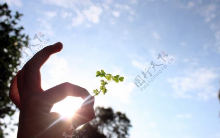 阳光下拈花图片