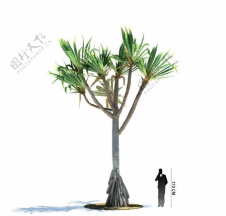 热带树木模型棕榈树图片