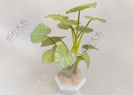 3d绿植模型图片