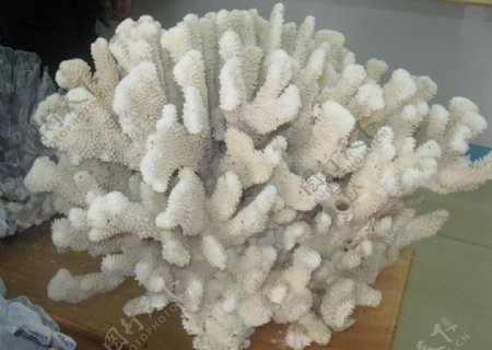 天然海底珊瑚天然海底珊瑚图片
