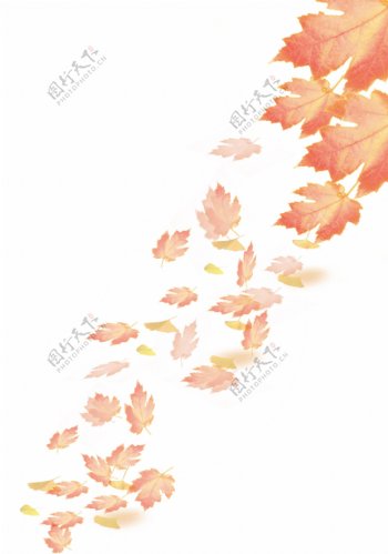 秋枫落叶纷飞图片