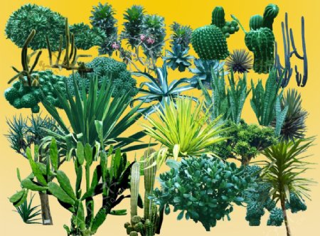 耐旱类植物图片
