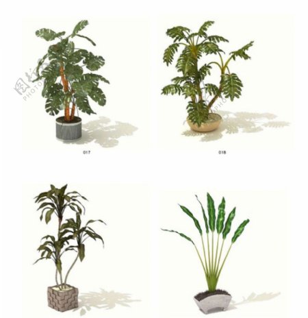 三维植物模型素材5图片