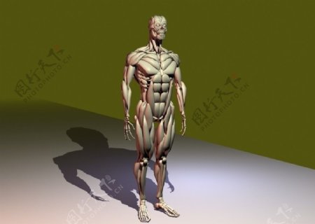 人体肌肉3d模型图片