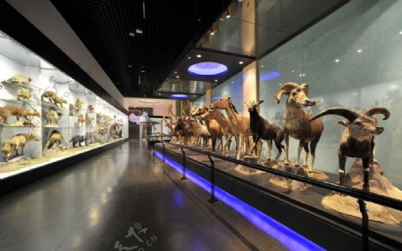 国家动物博物馆内的野生动物标本图片