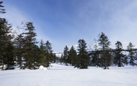 北海道美幌山颠雪原景色图片