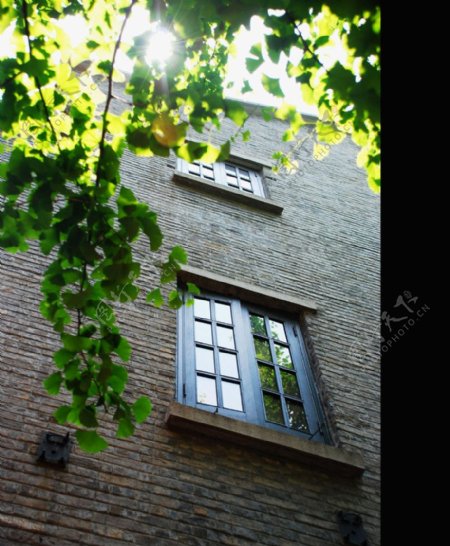 绿叶老房子窗户图片