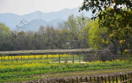 西溪湿地田园风光图片