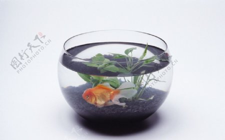 金鱼水中游鱼缸圆缸图片