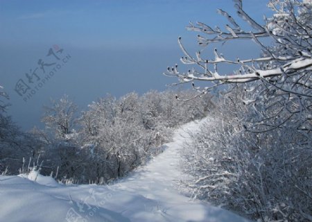 冬天里的雪景图片