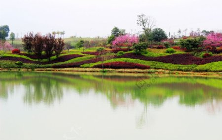 湖边桃花倒影图片