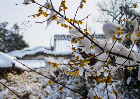 扬州雪景图片