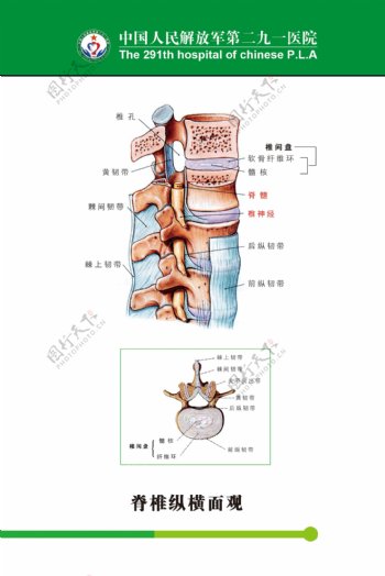 骨科脊椎纵横面观图片