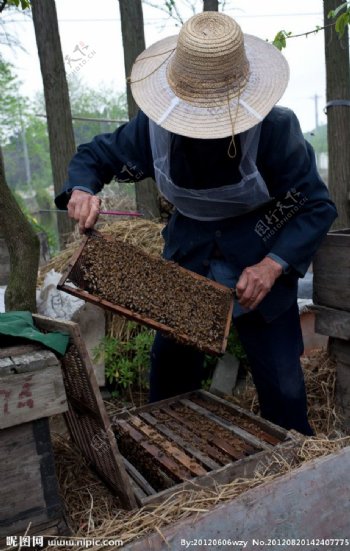 养蜂人与他的小蜜蜂图片