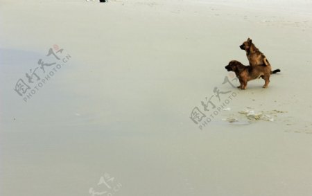 海滩上小狗图片