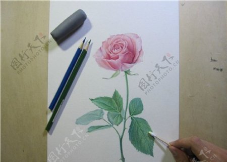 彩色铅笔画玫瑰图片