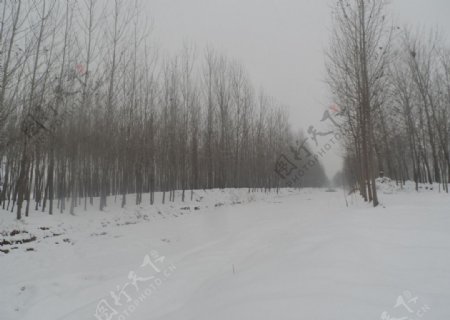白雪下的乡村图片
