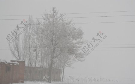 大雪雪景树木摄影旅游图片