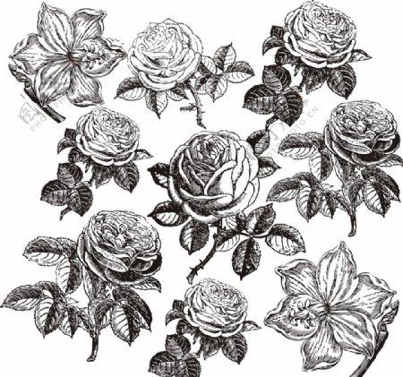 手绘玫瑰花图片