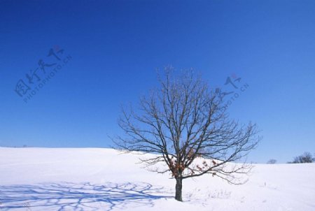 雪景树木图片