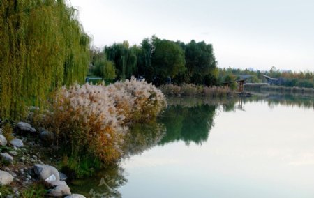 芦苇湖边图片