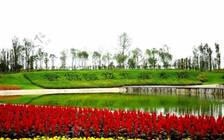 香城湿地生态公园花卉图片